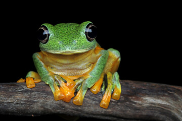 Javan tree frog closeup image, rhacophorus reinwartii on green leaves