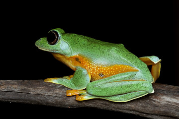 Javan tree frog closeup image, rhacophorus reinwartii on green leaves