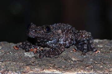 Litoria rubella tree frog on red flower with black background