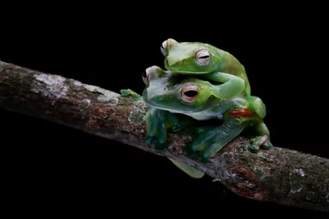 Poster Jade tree frog closeup on green leaves, Indonesian tree frog, Rhacophorus dulitensis or Jade tree frog closeup © kuritafsheen