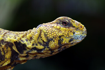 Spiny tailed lizard (uromastyx geyri) closeup head, Spiny tailed lizard closeup face