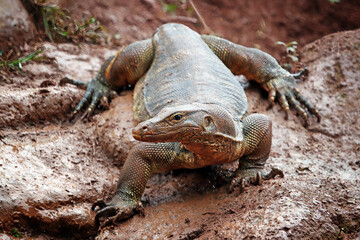 Young monitor lizard fighting near its hiding hole. salvator lizard closeup