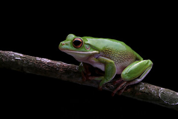 White-lipped tree frog (Litoria infrafrenata) closeup, White-lipped tree frog isolated on black background