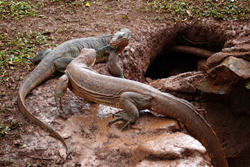 Young monitor lizard fighting near its hiding hole. salvator lizard closeup