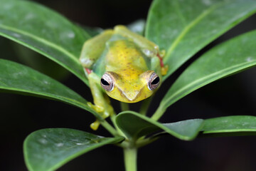 Jade tree frog closeup on green leaves, Indonesian tree frog, Rhacophorus dulitensis or Jade tree frog closeup