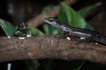 Blue tailed skink lizard on branch, blue tailed skink closeup, Indonesian lizard