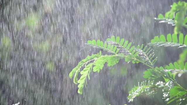 tamarind leaves in falling rain