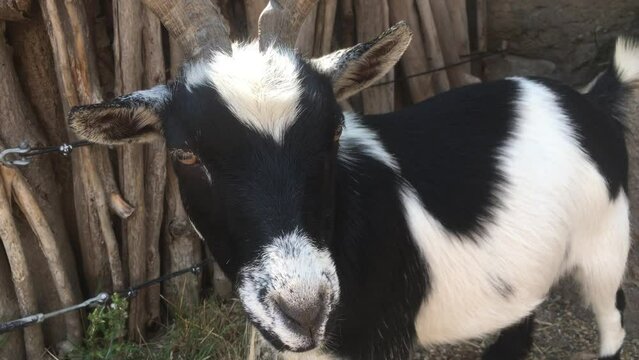 Funny discount goat videos