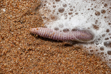 Polychaete