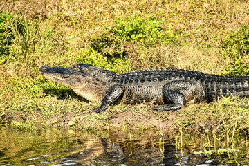 Alligator sunning itself in the Orlando Wetlands