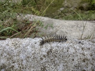 lizard on the ground