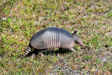 Armadillo in the Merritt Island Wildlife Refuge in Florida