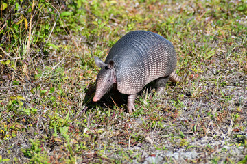 Armadillo in the Merritt Island Wildlife Refuge in Florida