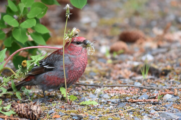 A male pine grosbeak, Pinicola enucleator, feasts on dandelion seeds in Alaska's boreal forest.