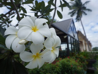 white plumeria flowers