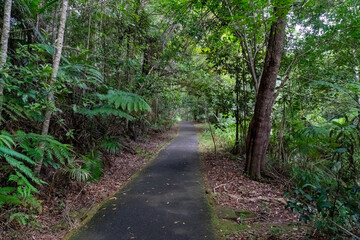 Pathway through the rainforest. Currumbin Valley, Queensland, Australia. 