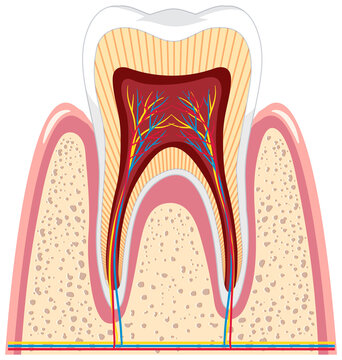 Gums clip art preview