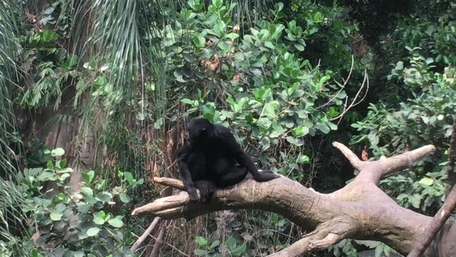 Paranoid monkey looking around the rainforest environment to gauge any risk threats that may be in area.