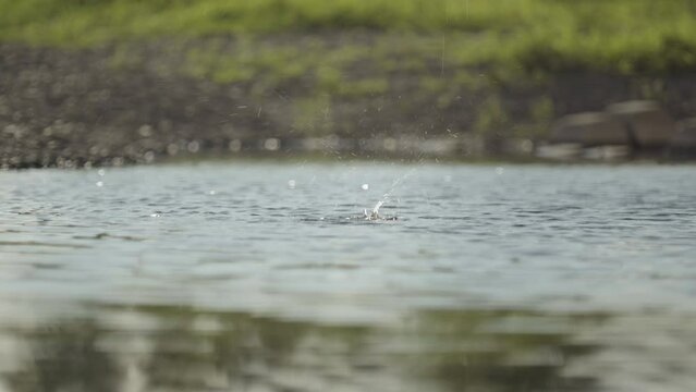 The surface of the water where drips drips and splashes rise (1)