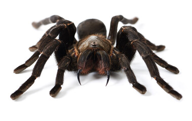No harm intended. Closeup shot of a brown tarantula isolated on white.