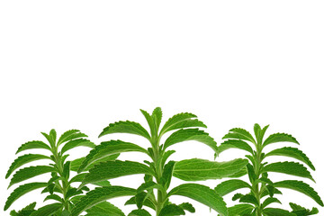 Stevia banner.Stevioside Sweetener. Green stevia twig.Organic natural low calorie sweetener. Green stevia bush