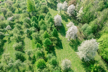 blooming fruit trees in spring orchard. green park landscape in sunny day. aerial photography.