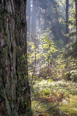 Summer morning view in a forest. Bright green moss and leaves on bushes, textured pine tree trunk closeup. Selective focus on the details, blurred background.