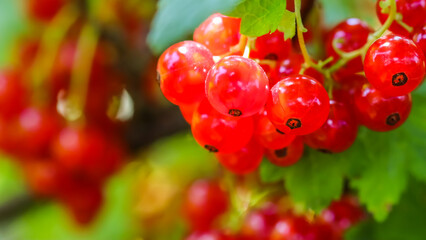 Bunches of red currants in sunlight. Harvest concept