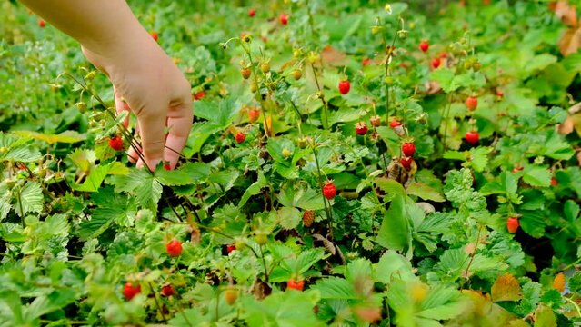 Picking strawberries.child's hand picking strawberries in a strawberry patch. strawberry bushes in a summer garden.summer berries.Strawberry berry. 4k footage