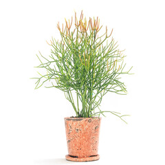 多肉植物、ミルクブッシュの鉢植え【白背景】