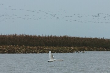 swans on the lake