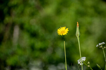 Single yellow flower blooming in a meadow. Bright tiny petals, green forest view, summer in Lithuania. Selective focus on the details, blurred background.