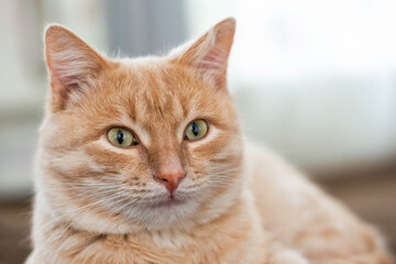 domestic cat sitting on the couch close-up