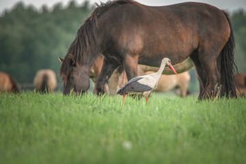 The stork walks along the summer field near grazing horses.