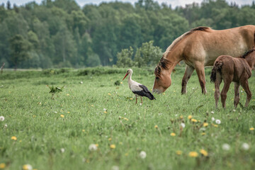 Obraz na płótnie Canvas The stork walks along the summer field near grazing horses.
