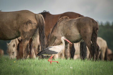 The stork walks along the summer field near grazing horses.