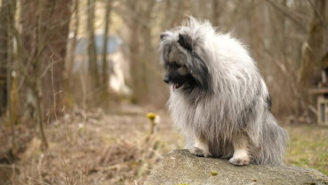 a fluffy keeshond is sitting on a rock and gets feed from its owner.