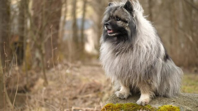 Beautiful Keeshond is sitting on a rock with moss. After a while the dog is lying down on the stone. bare trees can be seen in the background.