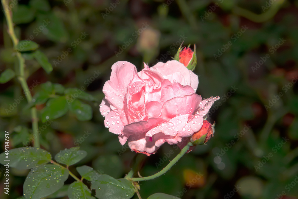 Poster a rose with water droplets on its petals