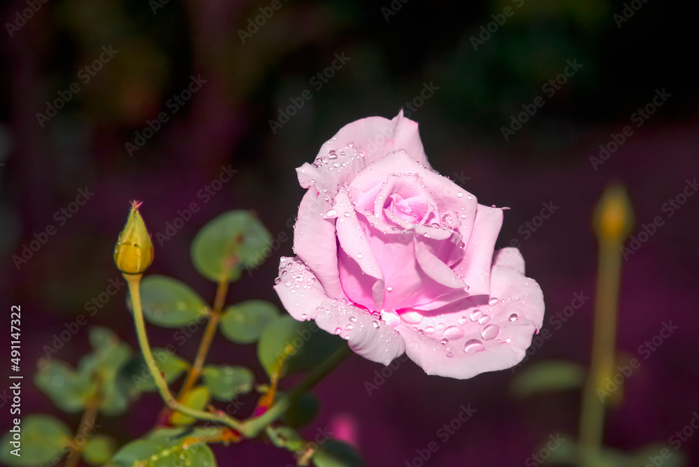 Poster a rose with water droplets on its petals