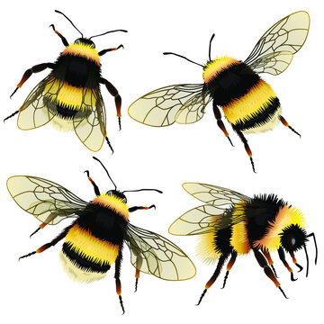 Set of bumblebee vector drawing, top view. Highly detailed vector hand drawn illustration.