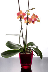 Scrub phalaenopsis orchid in a colored pot on a white background