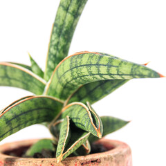 観葉植物、サンセベリア・ベラの葉【白背景】