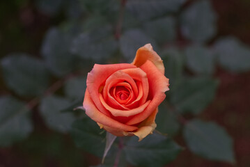 Orange gradient rose in top view with blur green leaf background