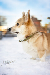 A corgi dog stands in the snow close-up and looks away.