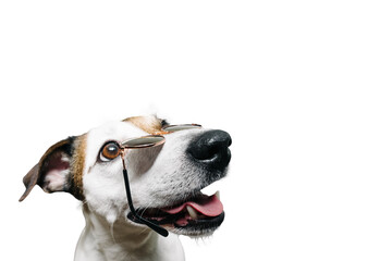Jack Russell's muzzle with glasses funny, on a white background