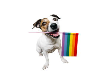 Funny jack Russell with an LGBT flag on a white background