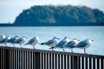 一列に並んだゆりかもめ