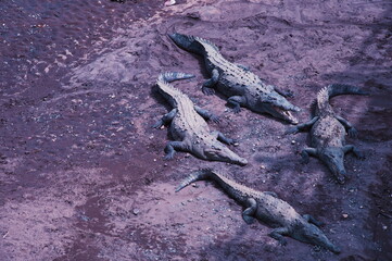 Above shot of crocodiles in Costa Rica