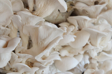 Fototapeta na wymiar Grey oyster mushroom in farm .Close up.
